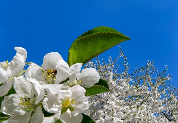 Bahar mevsiminde büyük beyaz çiçeklerle çiçek açan elma dalı (bahar arkaplanı beyaz çiçeklerle