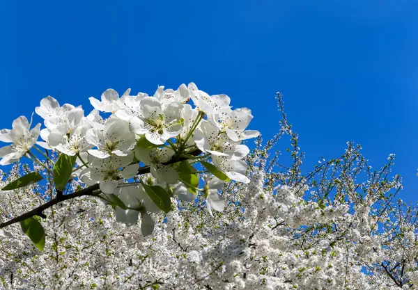 Blühender Apfelbaum Zweig Mit Großen Weißen Blüten Frühling Frühling Hintergrund — Stockfoto