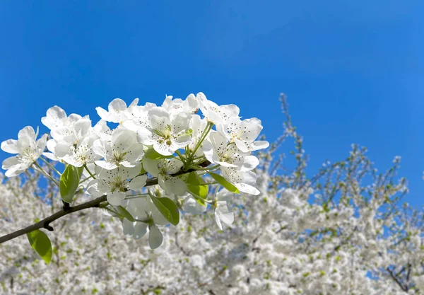 Blühender Apfelbaum Zweig Mit Großen Weißen Blüten Frühling Frühling Hintergrund — Stockfoto