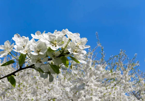 Blühender Apfelbaum Zweig Mit Großen Weißen Blüten Frühling Frühling Hintergrund — Stockfoto