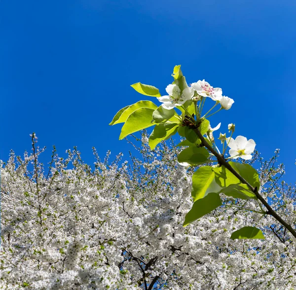 Branche Pommier Fleurs Avec Grandes Fleurs Blanches Printemps Fond Printemps — Photo