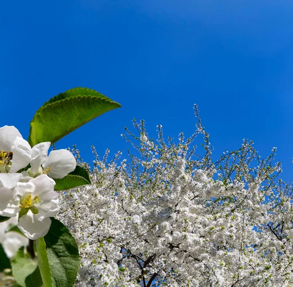 Bahar mevsiminde büyük beyaz çiçeklerle çiçek açan elma dalı (bahar arkaplanı beyaz çiçeklerle