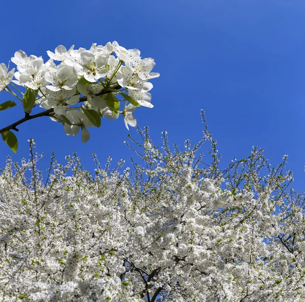 开着花的苹果枝条 春天开着大的白色花 春天的背景 开着白花 — 图库照片