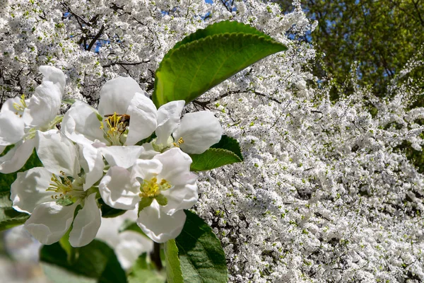 Bahar mevsiminde büyük beyaz çiçeklerle çiçek açan elma dalı (bahar arkaplanı beyaz çiçeklerle