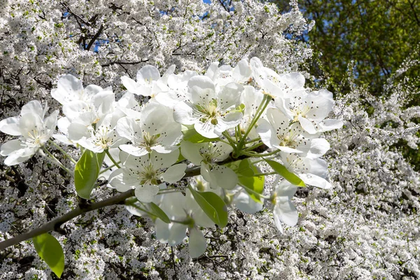 Bahar mevsiminde büyük beyaz çiçeklerle çiçek açan elma dalı (bahar arkaplanı beyaz çiçeklerle