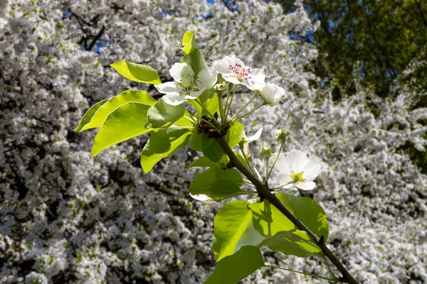 Bahar mevsiminde büyük beyaz çiçeklerle çiçek açan elma dalı (bahar arkaplanı beyaz çiçeklerle