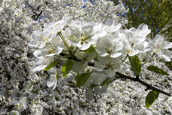 Bahar mevsiminde büyük beyaz çiçeklerle çiçek açan elma dalı (bahar arkaplanı beyaz çiçeklerle