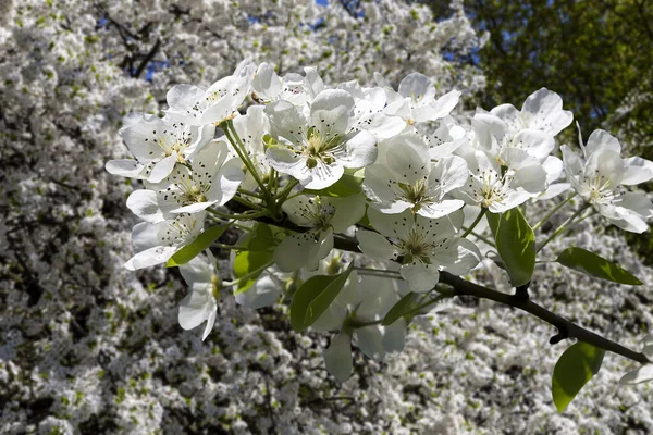Bahar mevsiminde büyük beyaz çiçeklerle çiçek açan elma dalı (bahar arkaplanı beyaz çiçeklerle