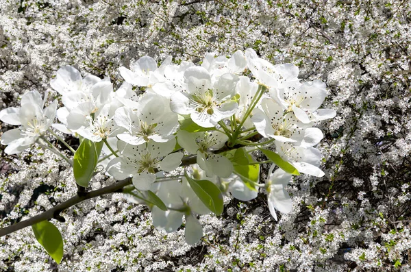 Bahar mevsiminde büyük beyaz çiçeklerle çiçek açan elma dalı (bahar arkaplanı beyaz çiçeklerle