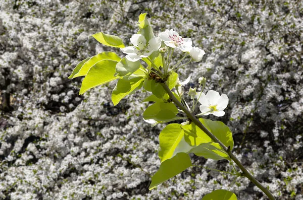 Bahar mevsiminde büyük beyaz çiçeklerle çiçek açan elma dalı (bahar arkaplanı beyaz çiçeklerle