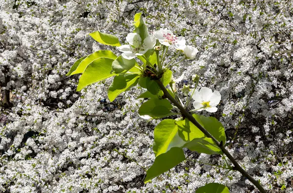 Bahar mevsiminde büyük beyaz çiçeklerle çiçek açan elma dalı (bahar arkaplanı beyaz çiçeklerle