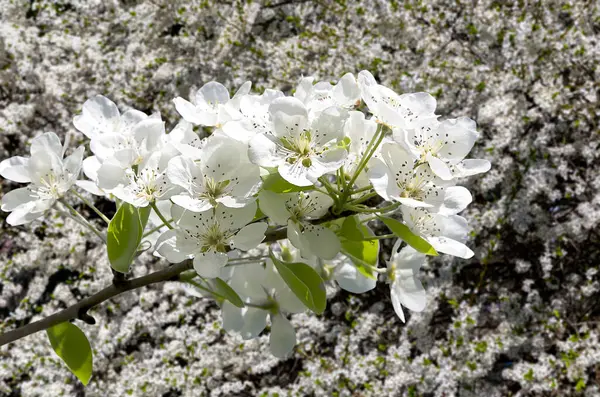 Bahar mevsiminde büyük beyaz çiçeklerle çiçek açan elma dalı (bahar arkaplanı beyaz çiçeklerle