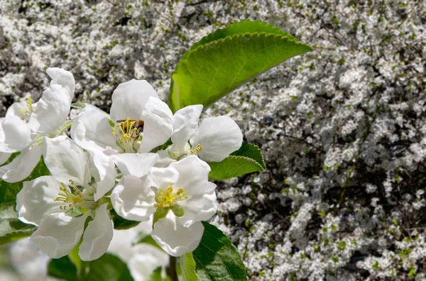 Bahar mevsiminde büyük beyaz çiçeklerle çiçek açan elma dalı (bahar arkaplanı beyaz çiçeklerle