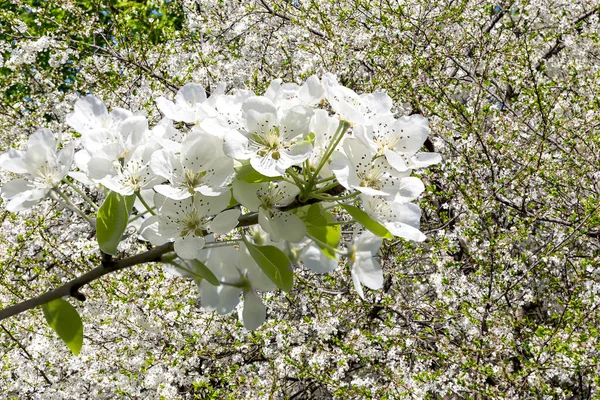 Bahar mevsiminde büyük beyaz çiçeklerle çiçek açan elma dalı (bahar arkaplanı beyaz çiçeklerle