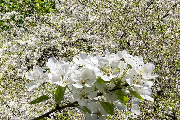Bahar mevsiminde büyük beyaz çiçeklerle çiçek açan elma dalı (bahar arkaplanı beyaz çiçeklerle