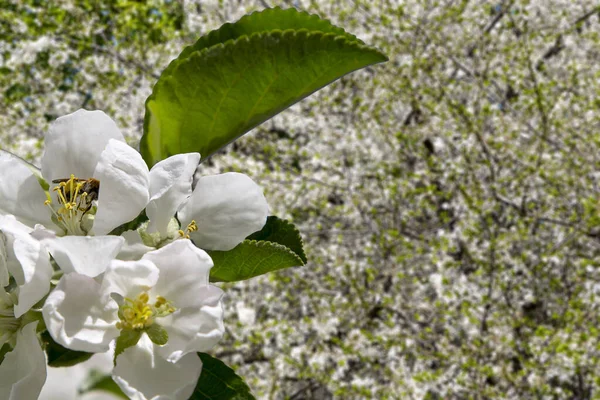 Bahar mevsiminde büyük beyaz çiçeklerle çiçek açan elma dalı (bahar arkaplanı beyaz çiçeklerle