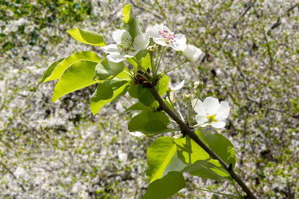 Bahar mevsiminde büyük beyaz çiçeklerle çiçek açan elma dalı (bahar arkaplanı beyaz çiçeklerle