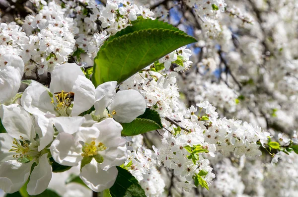 Bahar mevsiminde büyük beyaz çiçeklerle çiçek açan elma dalı (bahar arkaplanı beyaz çiçeklerle