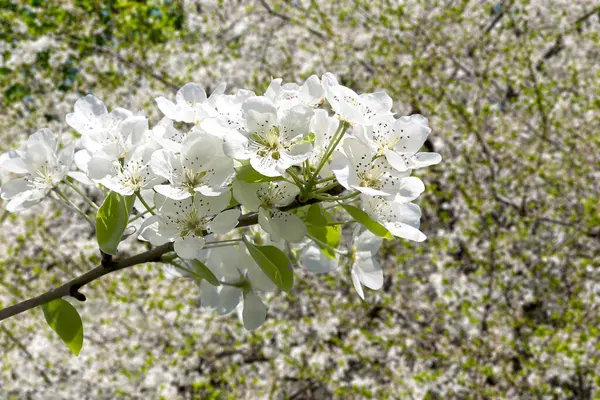 Bahar mevsiminde büyük beyaz çiçeklerle çiçek açan elma dalı (bahar arkaplanı beyaz çiçeklerle