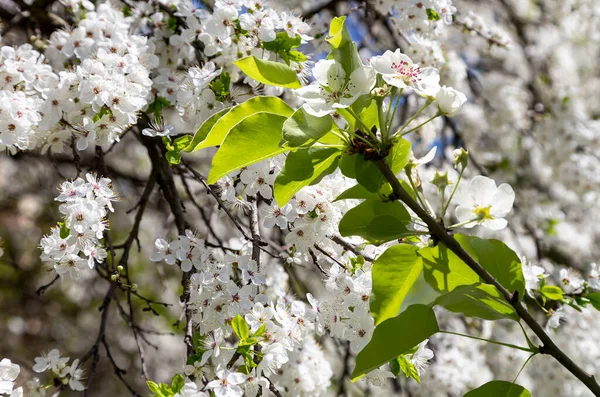 Bahar mevsiminde büyük beyaz çiçeklerle çiçek açan elma dalı (bahar arkaplanı beyaz çiçeklerle