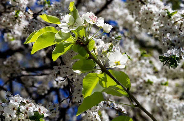 Bahar mevsiminde büyük beyaz çiçeklerle çiçek açan elma dalı (bahar arkaplanı beyaz çiçeklerle