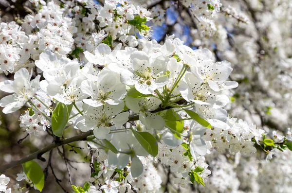 Bahar mevsiminde büyük beyaz çiçeklerle çiçek açan elma dalı (bahar arkaplanı beyaz çiçeklerle