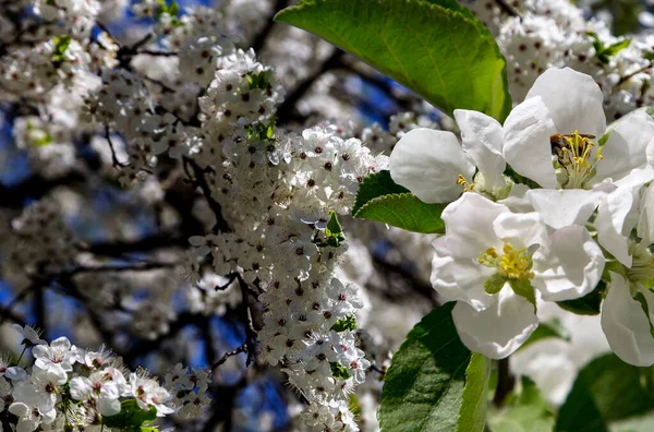 Bahar mevsiminde büyük beyaz çiçeklerle çiçek açan elma dalı (bahar arkaplanı beyaz çiçeklerle