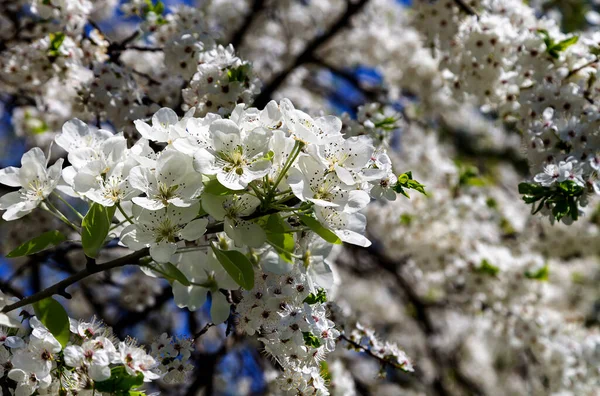 Bahar mevsiminde büyük beyaz çiçeklerle çiçek açan elma dalı (bahar arkaplanı beyaz çiçeklerle