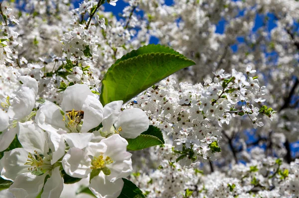 Цветущая Ветвь Яблони Большими Белыми Цветами Весной Весенний Фон Белыми — стоковое фото