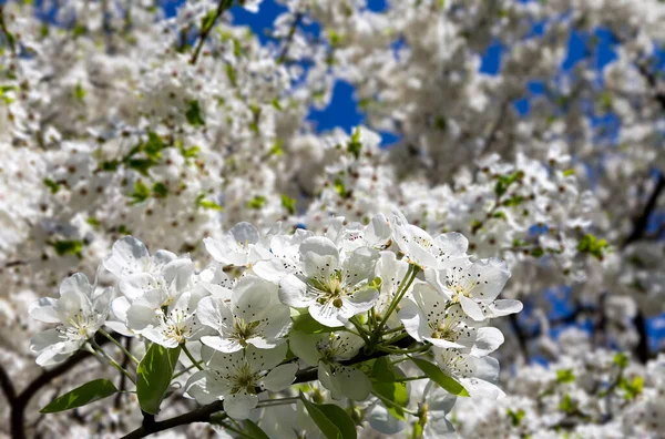 Bahar mevsiminde büyük beyaz çiçeklerle çiçek açan elma dalı (bahar arkaplanı beyaz çiçeklerle