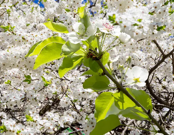 Bahar mevsiminde büyük beyaz çiçeklerle çiçek açan elma dalı (bahar arkaplanı beyaz çiçeklerle