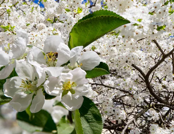 Bahar mevsiminde büyük beyaz çiçeklerle çiçek açan elma dalı (bahar arkaplanı beyaz çiçeklerle