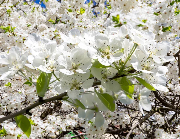 Blühender Apfelbaum Zweig Mit Großen Weißen Blüten Frühling Frühling Hintergrund — Stockfoto