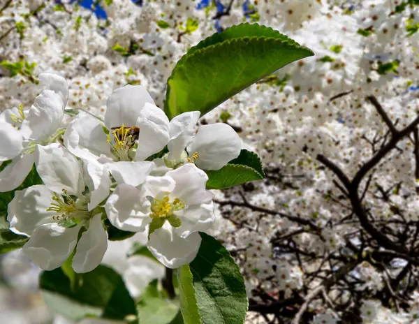 Bahar mevsiminde büyük beyaz çiçeklerle çiçek açan elma dalı (bahar arkaplanı beyaz çiçeklerle