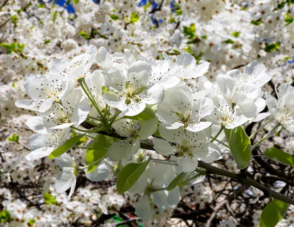 Bahar mevsiminde büyük beyaz çiçeklerle çiçek açan elma dalı (bahar arkaplanı beyaz çiçeklerle