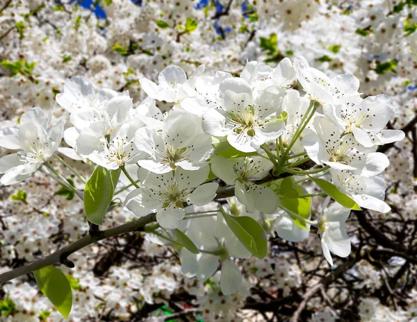 Bahar mevsiminde büyük beyaz çiçeklerle çiçek açan elma dalı (bahar arkaplanı beyaz çiçeklerle