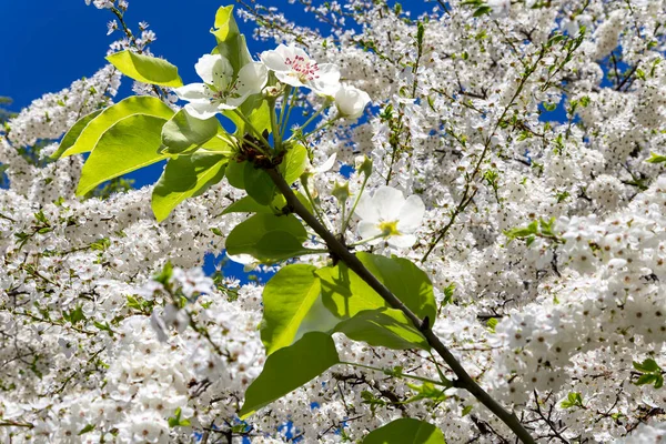 Bahar mevsiminde büyük beyaz çiçeklerle çiçek açan elma dalı (bahar arkaplanı beyaz çiçeklerle