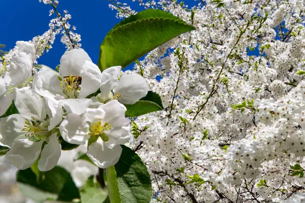 Bahar mevsiminde büyük beyaz çiçeklerle çiçek açan elma dalı (bahar arkaplanı beyaz çiçeklerle