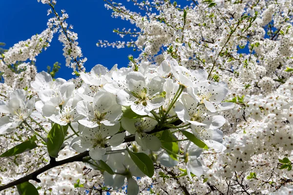 Bahar mevsiminde büyük beyaz çiçeklerle çiçek açan elma dalı (bahar arkaplanı beyaz çiçeklerle