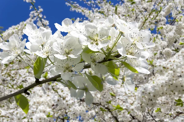 Bahar mevsiminde büyük beyaz çiçeklerle çiçek açan elma dalı (bahar arkaplanı beyaz çiçeklerle