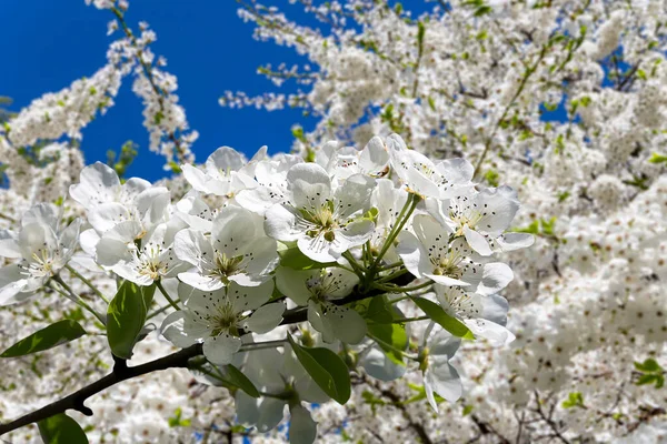 Bahar mevsiminde büyük beyaz çiçeklerle çiçek açan elma dalı (bahar arkaplanı beyaz çiçeklerle