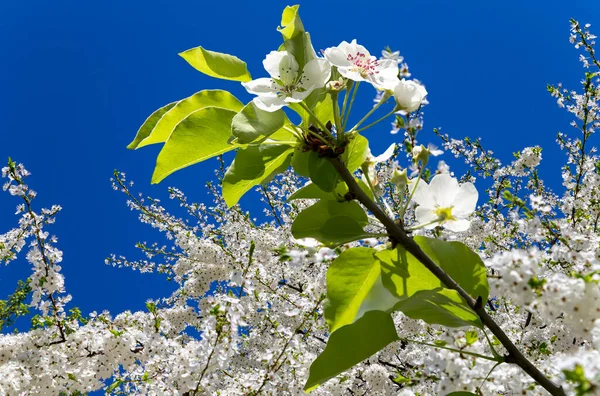 Bahar mevsiminde büyük beyaz çiçeklerle çiçek açan elma dalı (bahar arkaplanı beyaz çiçeklerle