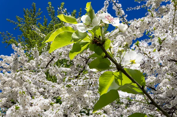 Blühender Apfelbaum Zweig Mit Großen Weißen Blüten Frühling Frühling Hintergrund — Stockfoto