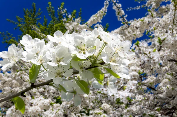 Bahar mevsiminde büyük beyaz çiçeklerle çiçek açan elma dalı (bahar arkaplanı beyaz çiçeklerle