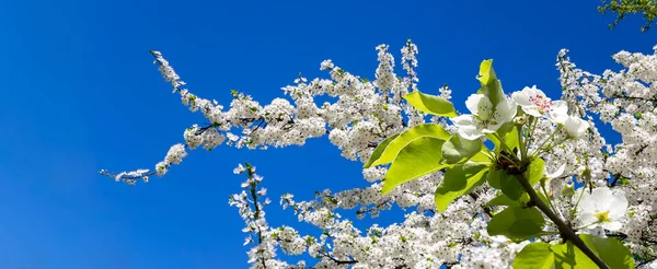 Floração Ramo Árvore Maçã Com Grandes Flores Brancas Primavera Fundo — Fotografia de Stock