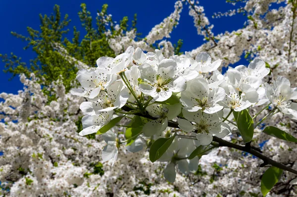 Bahar mevsiminde büyük beyaz çiçeklerle çiçek açan elma dalı (bahar arkaplanı beyaz çiçeklerle