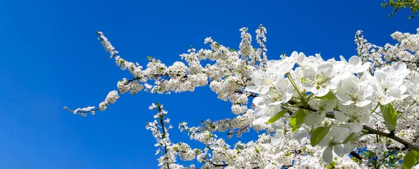 开着花的苹果枝条 春天开着大的白色花 春天的背景 开着白花 — 图库照片