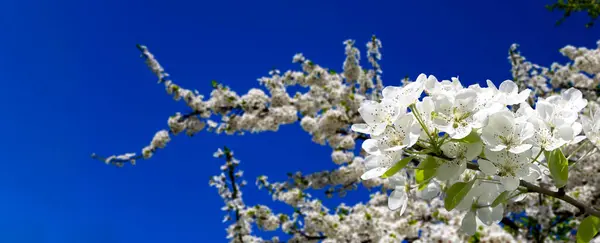 Fioritura Ramo Melo Con Grandi Fiori Bianchi Primavera Fondo Primavera — Foto Stock