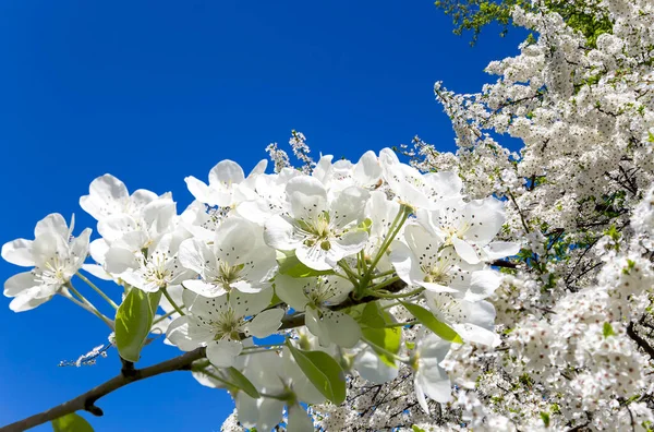 Fioritura Ramo Melo Con Grandi Fiori Bianchi Primavera Fondo Primavera — Foto Stock