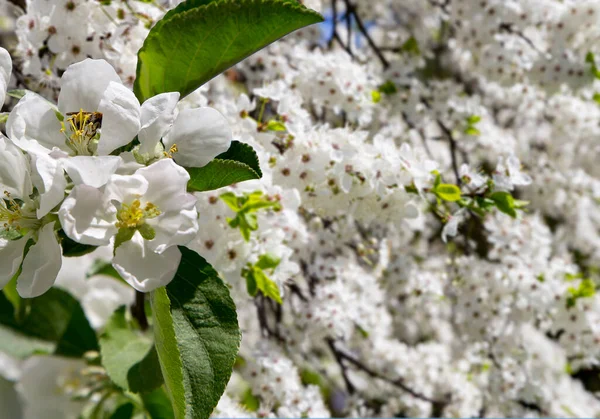 Bahar mevsiminde büyük beyaz çiçeklerle çiçek açan elma dalı (bahar arkaplanı beyaz çiçeklerle